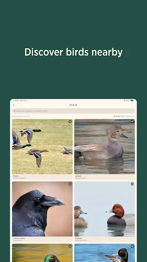 Download Audubon Bird Guide Terbaru – Identifikasi Burung Gratis - Screenshot 10