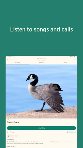 Download Audubon Bird Guide Terbaru – Identifikasi Burung Gratis - Screenshot 14