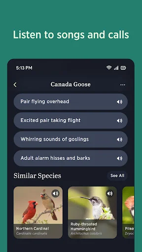 Download Audubon Bird Guide Terbaru – Identifikasi Burung Gratis - Screenshot 4
