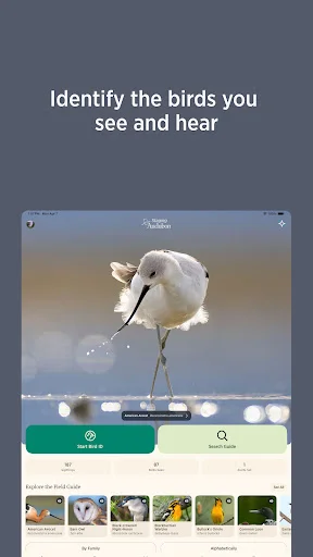 Download Audubon Bird Guide Terbaru – Identifikasi Burung Gratis - Screenshot 8