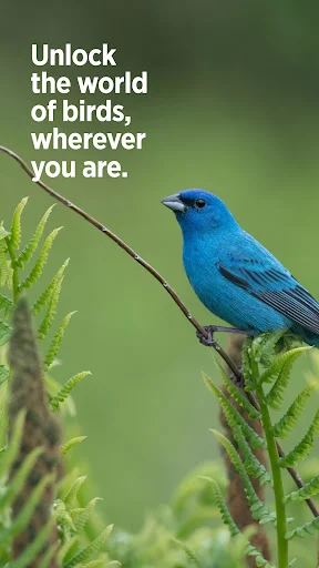 Download Audubon Bird Guide Terbaru – Identifikasi Burung Gratis - Screenshot 7